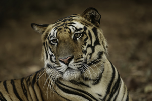 Animals & Mammals